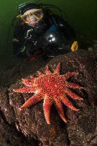 Diver viewing vibrant sunstar. nikon d70 with 10.5mm lens.
St. Abbs Scotland 